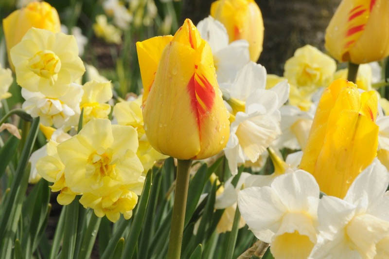 Tulipa 'Juliette' (Darwin Hybrid Tulip)